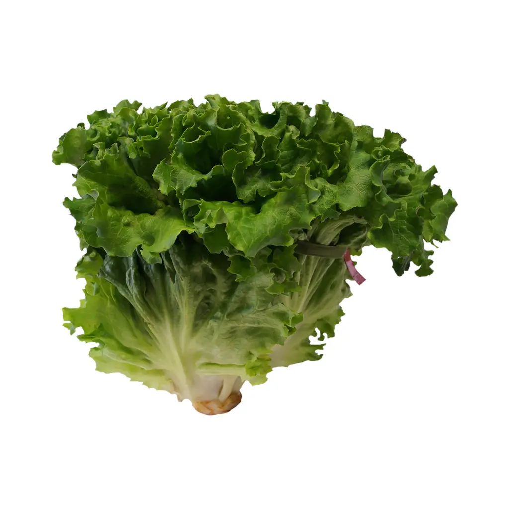 Lechuga italiana pz SELLO VERDE