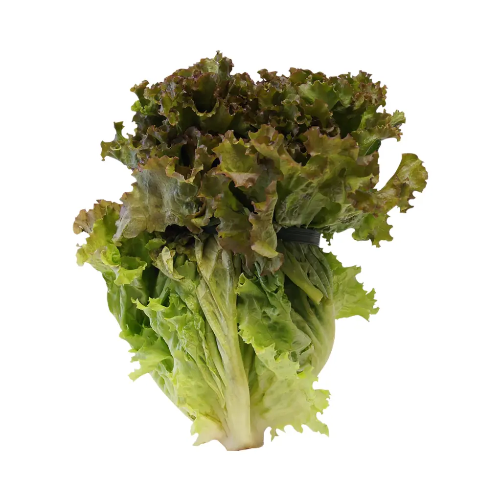 Lechuga sangría pz SELLO VERDE