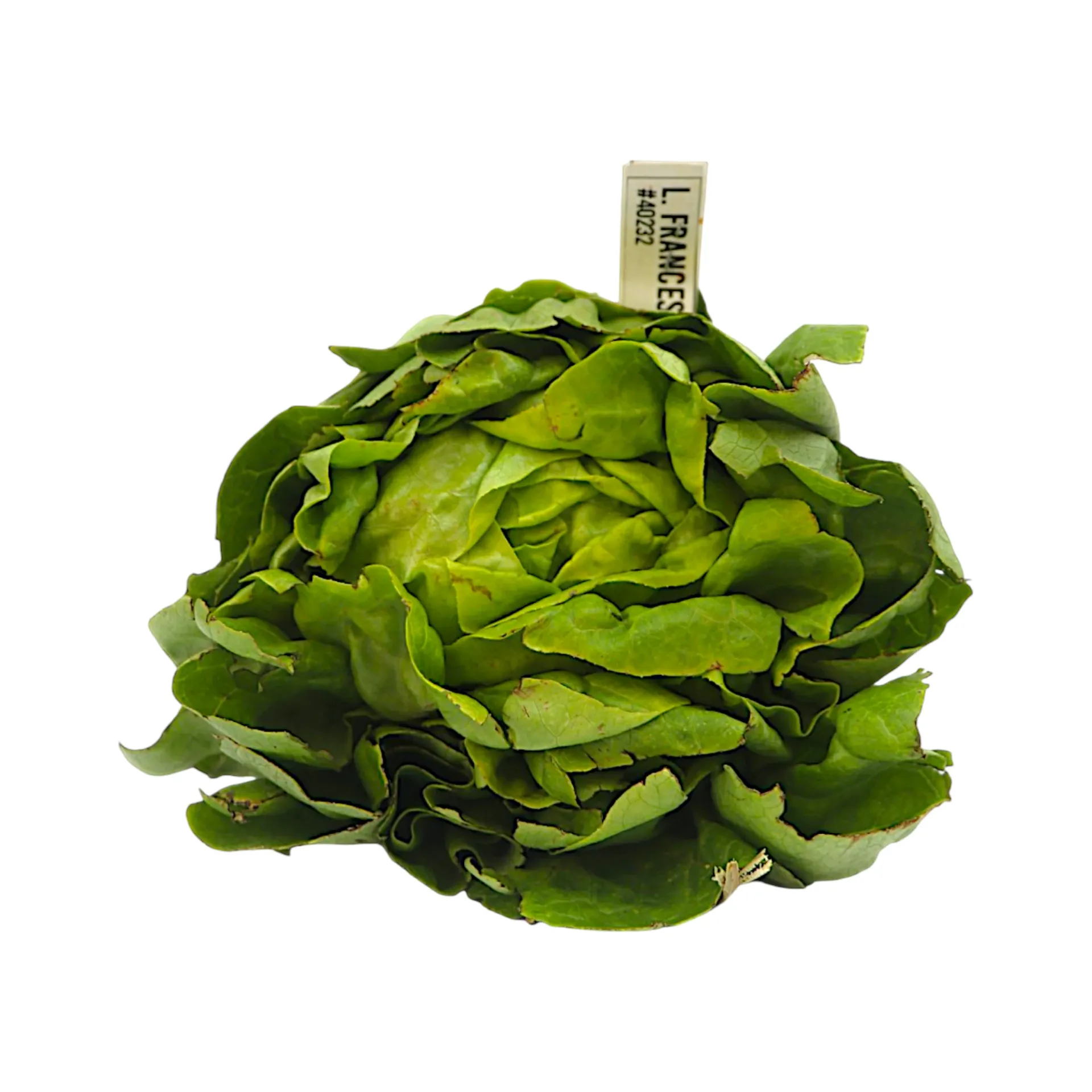 Lechuga francesa pz ETIQUETA CHINAMPERA