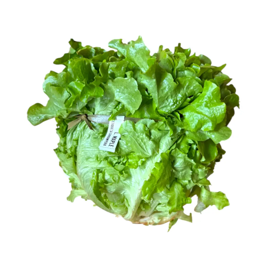 Lechuga maple pz SELLO VERDE
