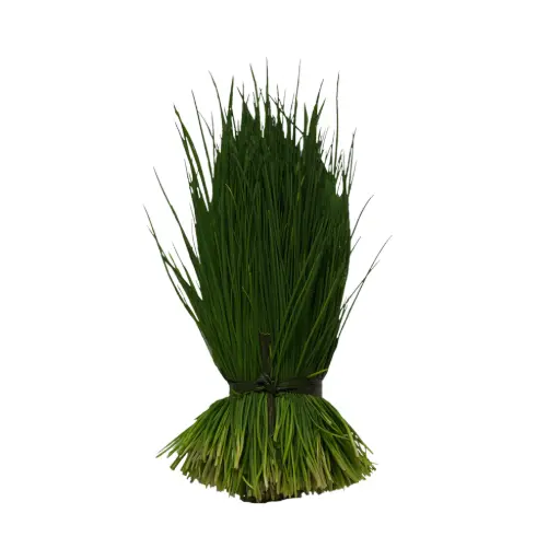 Cebollín 50gr mjo SELLO VERDE